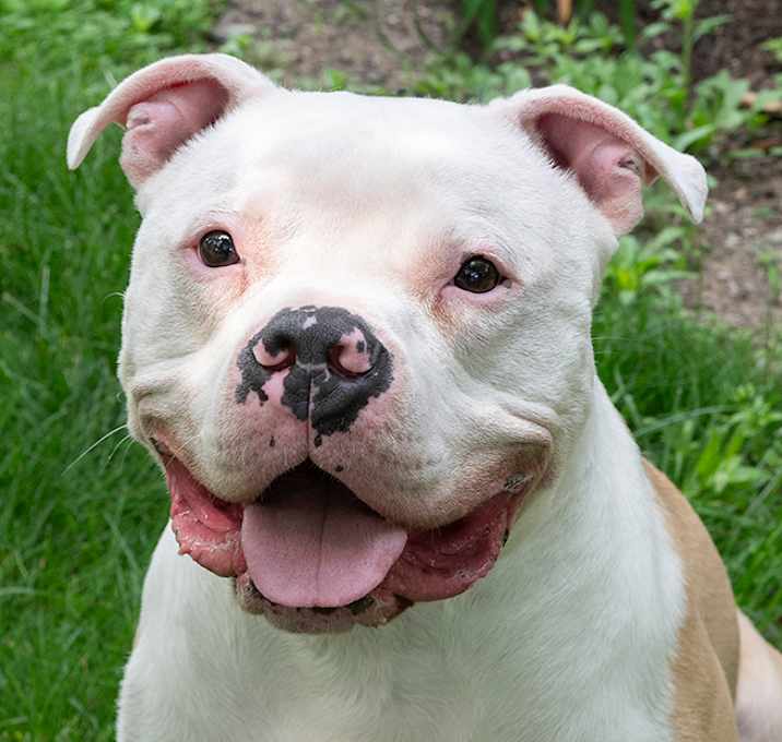 Photo of Romeo