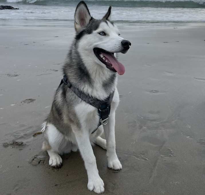Photo of Koda