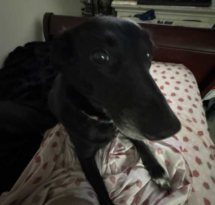 Photo of Nova
