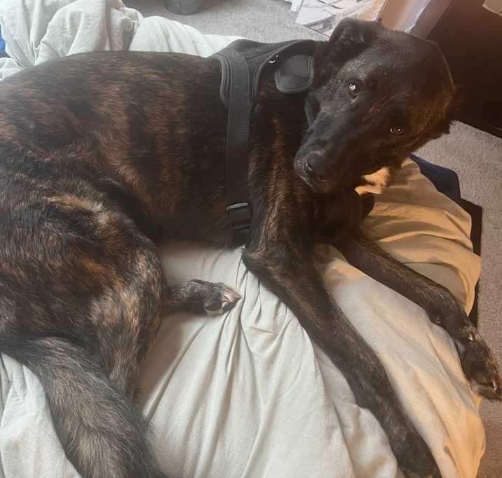 Photo of Cookie