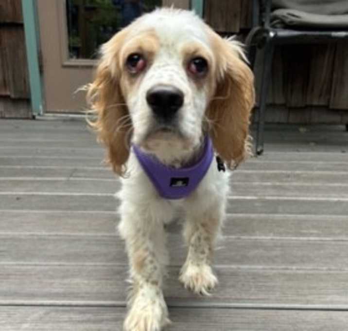 Photo of Butterscotch