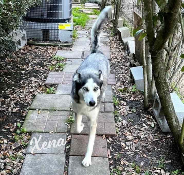 Photo of Xena #blue-eyed-beauty