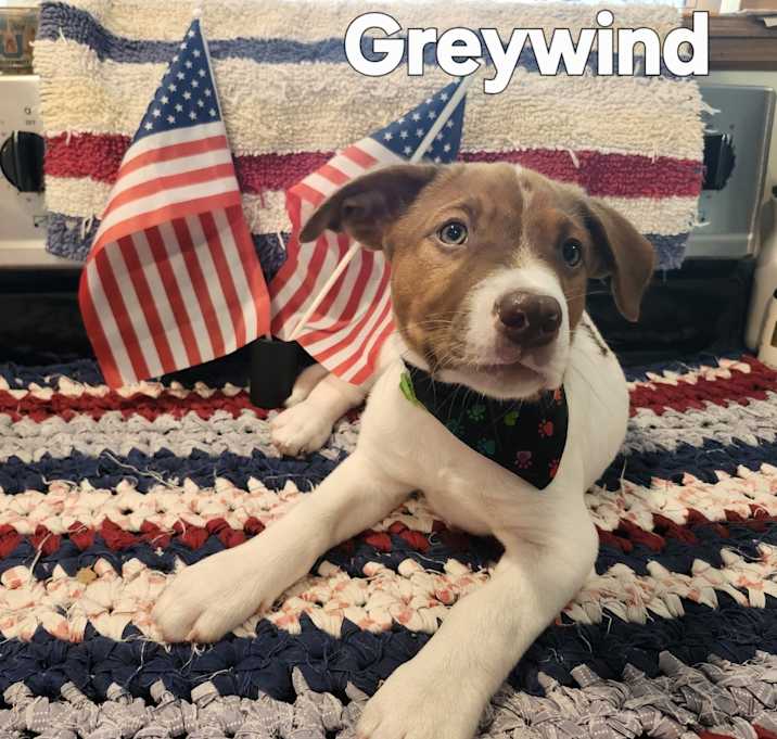 Photo of Greywind