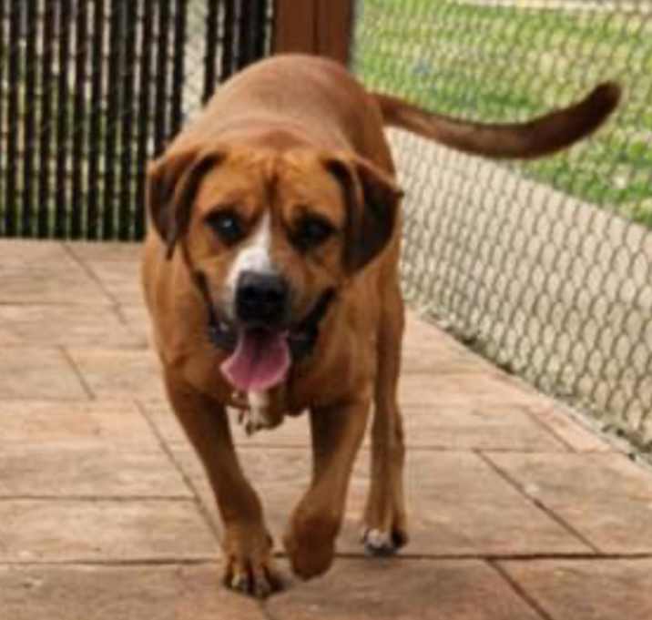 Photo of BUBBA c