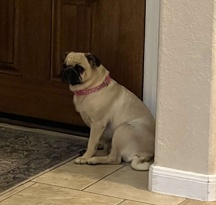 Photo of Bella