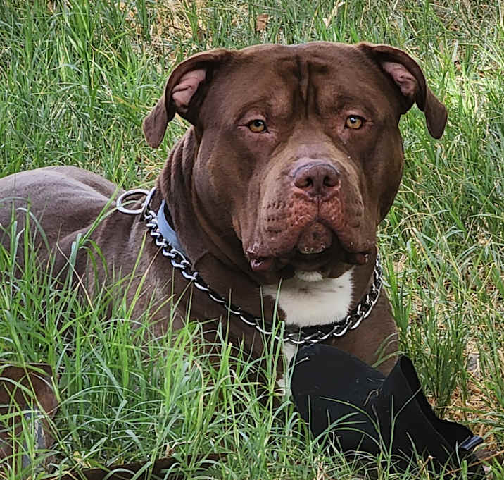 Photo of Sarge