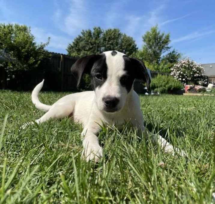 Photo of Dottie