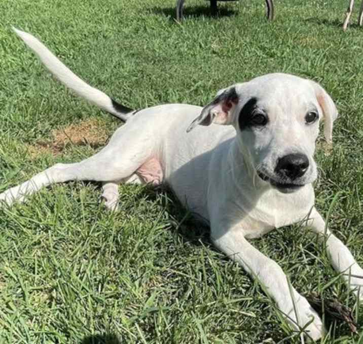 Photo of Domino