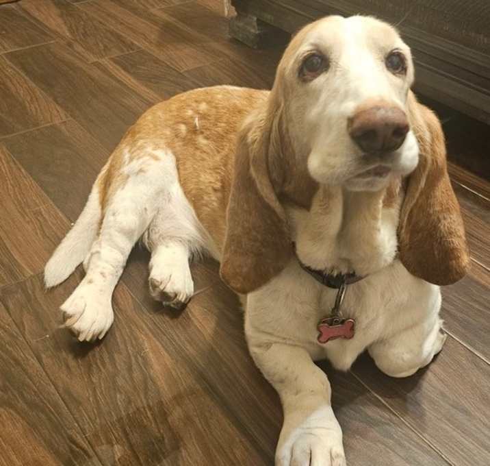 Photo of Zelda