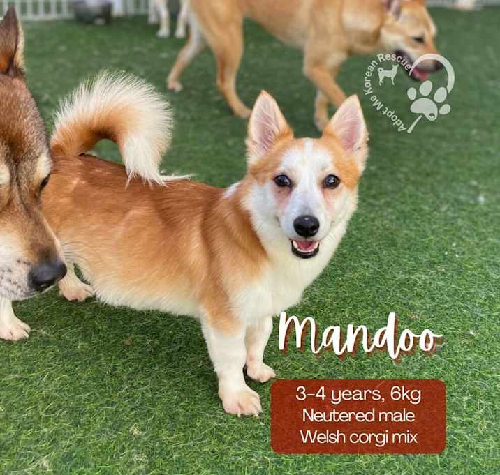 Photo of Mandoo