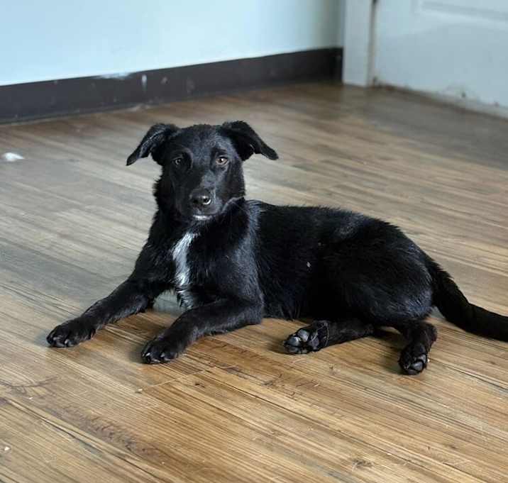 Photo of Olive