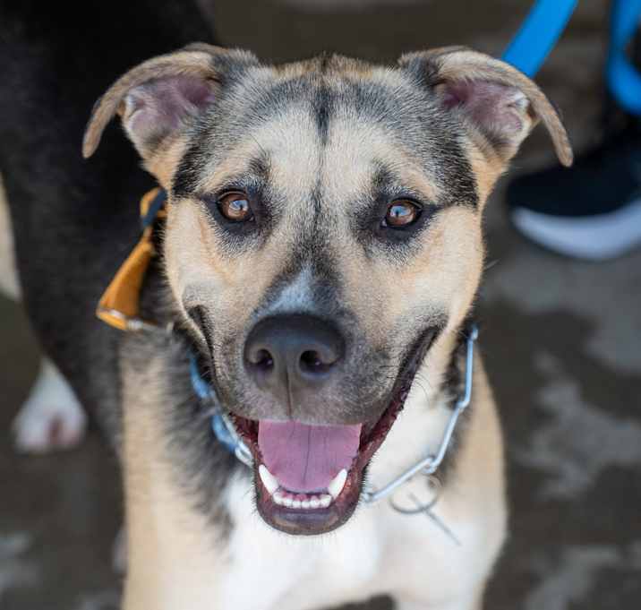 Photo of Samson