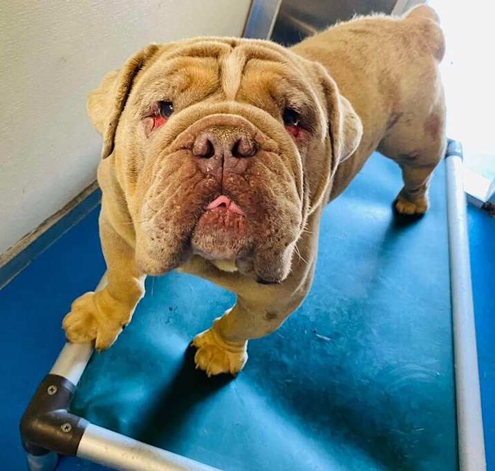 Photo of British Bulldog