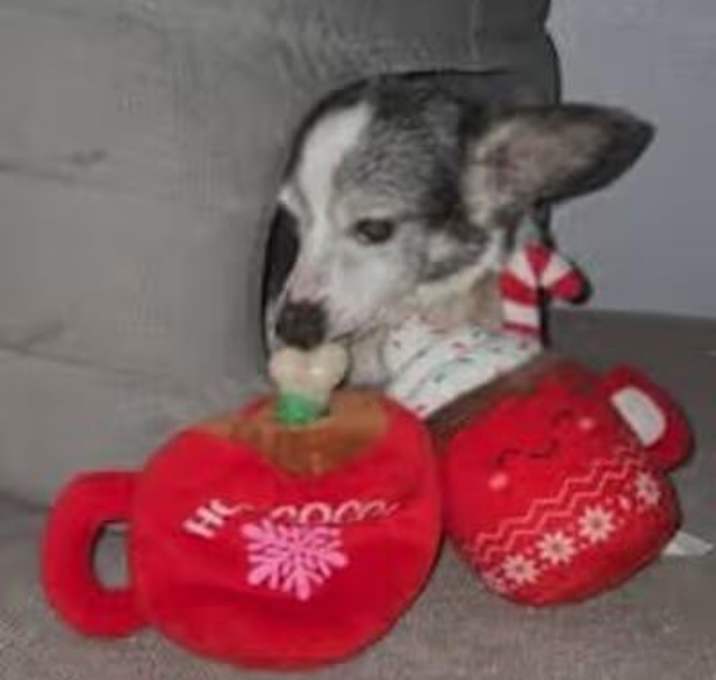 Photo of Dodge