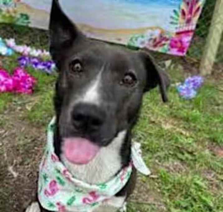 Photo of Daisy-RESCUE SINCE DEC. 2023!!