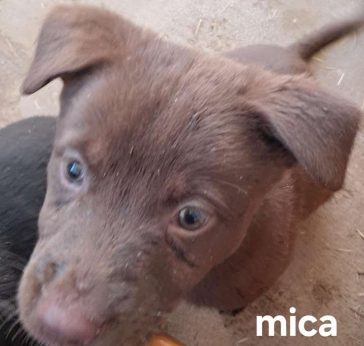 Photo of Mica