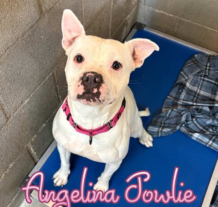 Photo of Angelina Jowlie