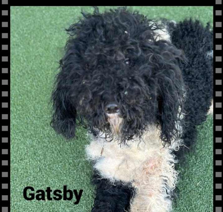 Photo of GATSBY
