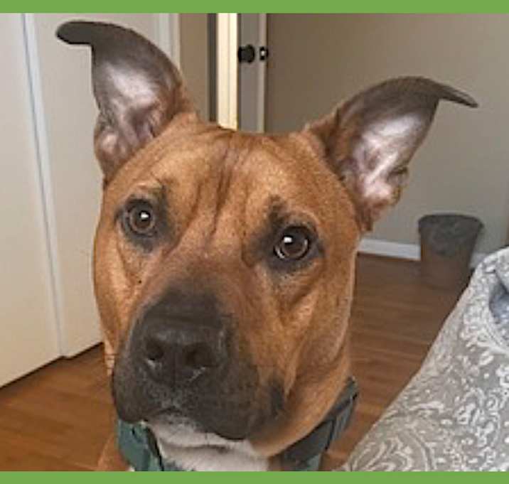 Photo of Milo