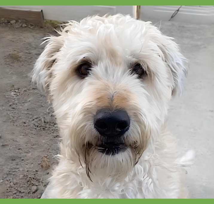 Photo of Bear