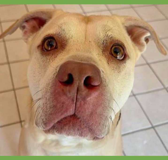 Photo of Champ