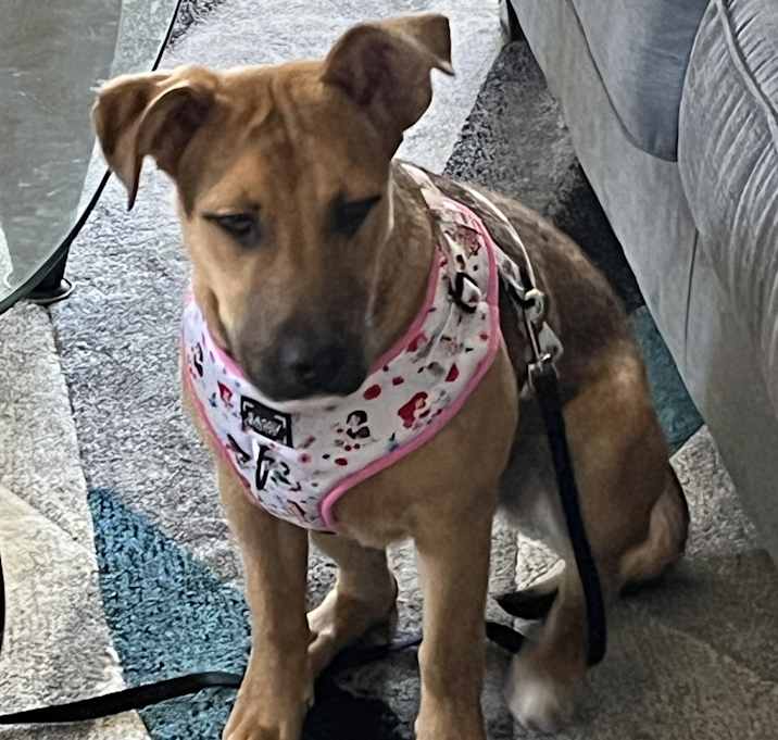 Photo of Daisy