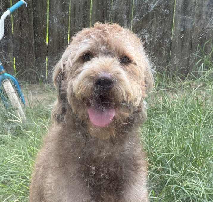 Photo of Rex