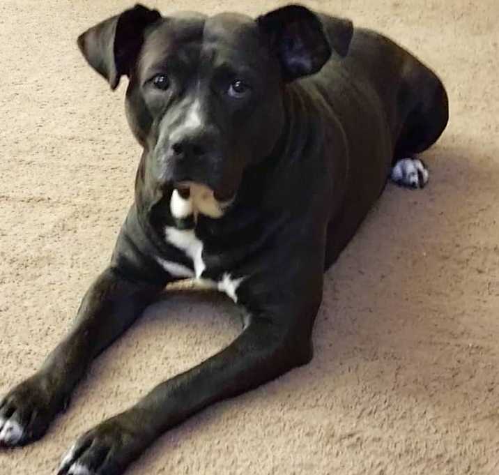 Photo of Buddy
