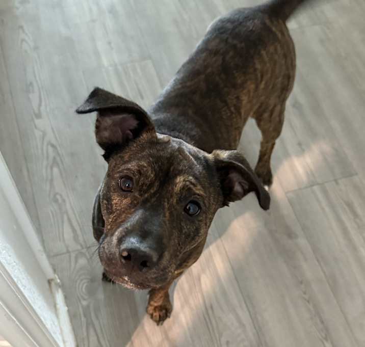 Photo of Peanut