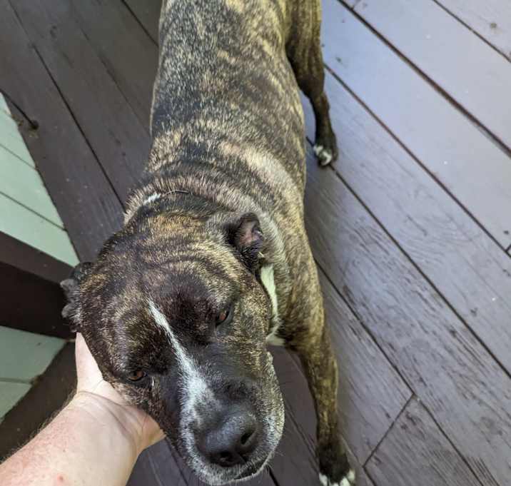 Photo of Sadie
