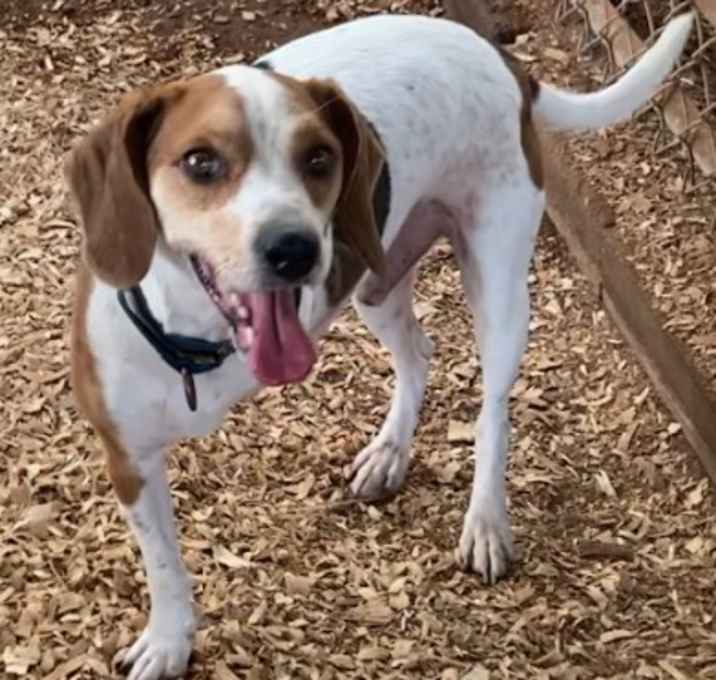 Photo of Scout