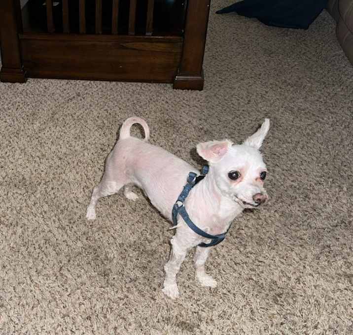 Photo of Beaux