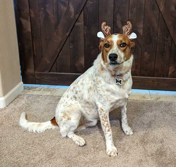 Photo of Cooper