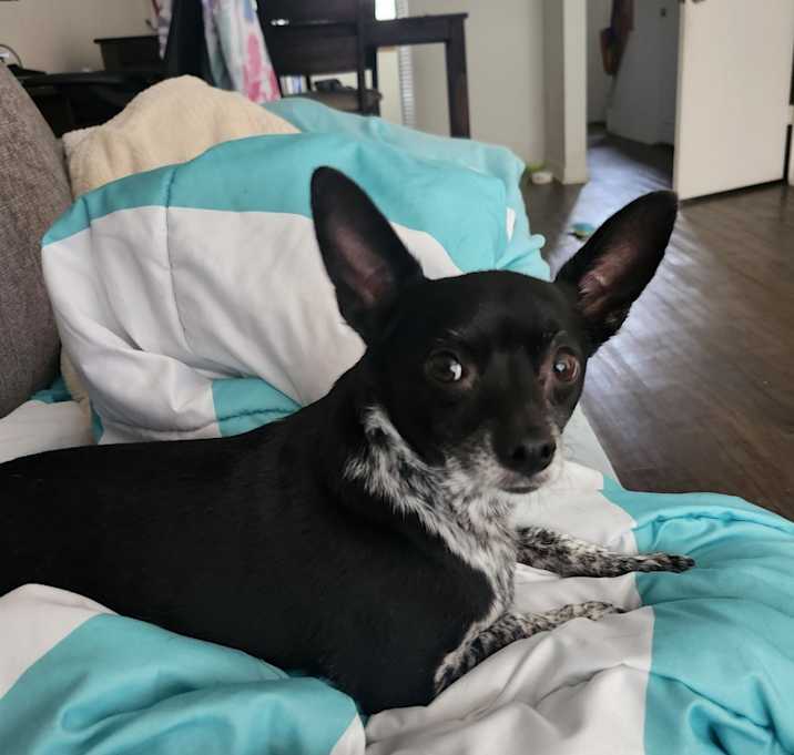 Photo of Oreo
