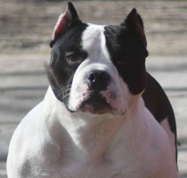 Photo of Rogue