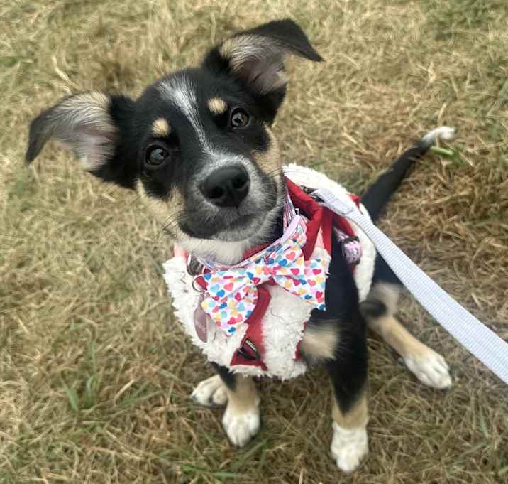 Photo of Bailey