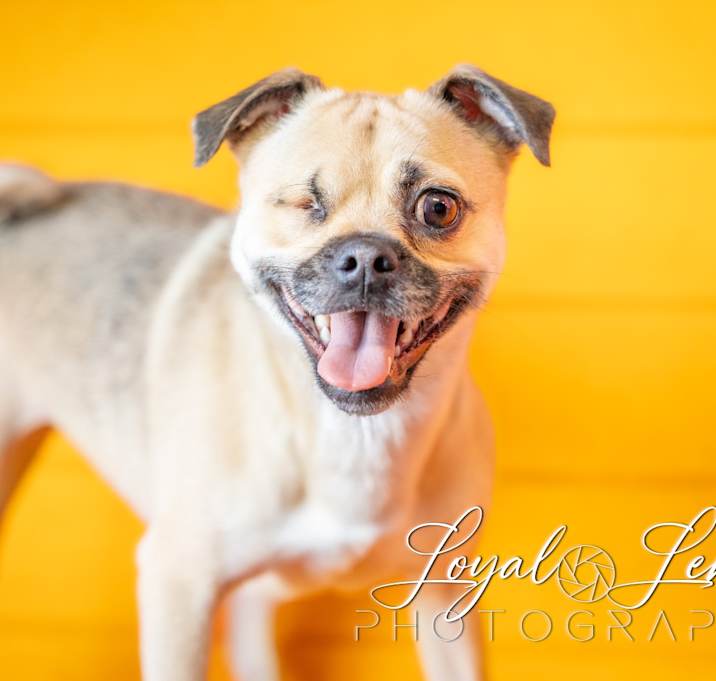 Photo of Layla