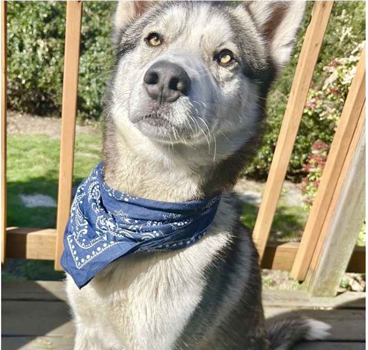 Photo of Neiko