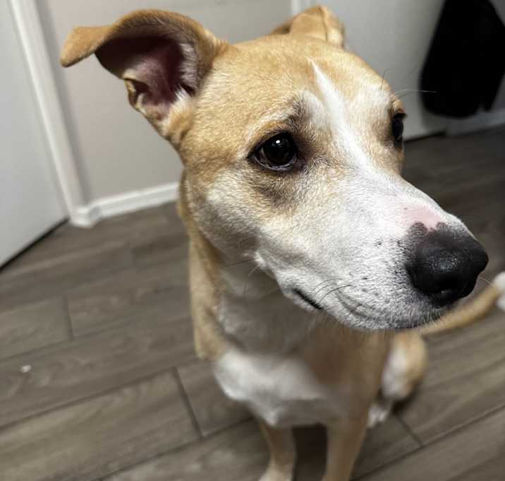Photo of Remy
