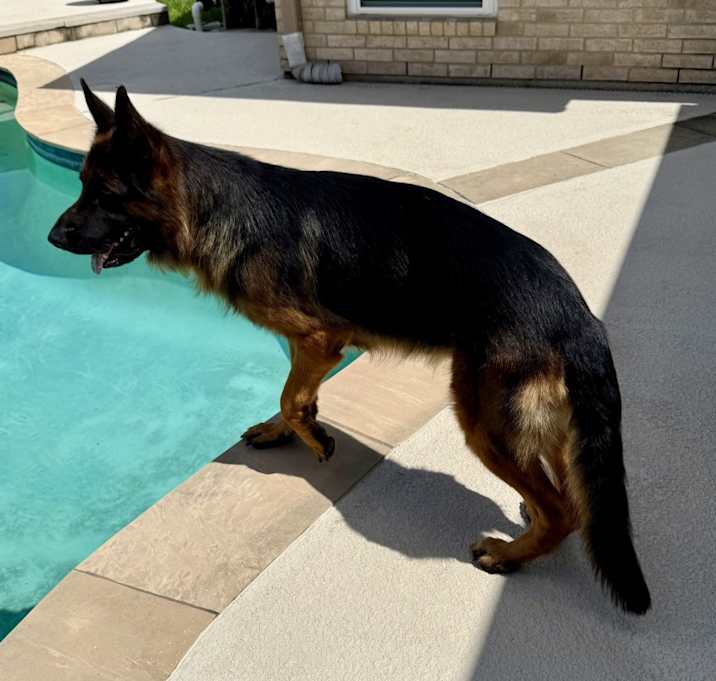 Photo of Remy