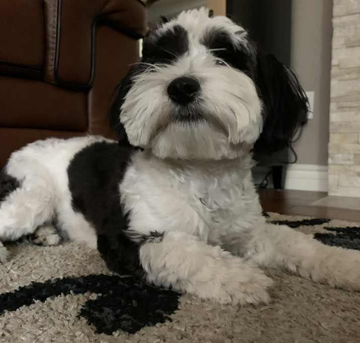Photo of Lucky
