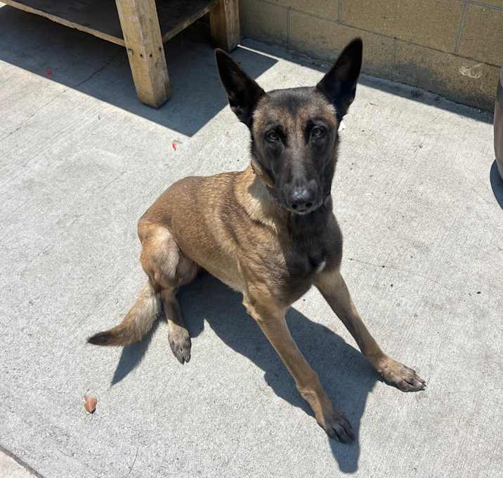 Photo of Cali