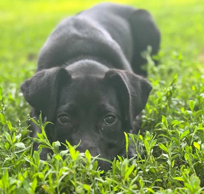 Photo of Sweet Pea