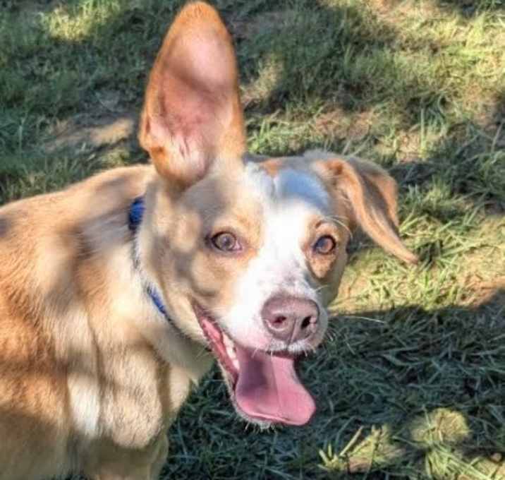 Photo of Louie