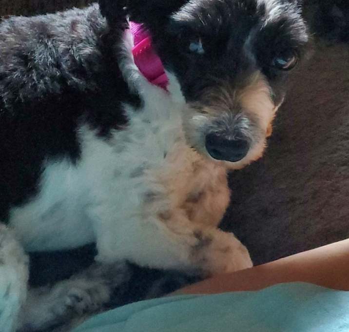 Photo of Missy 🩷