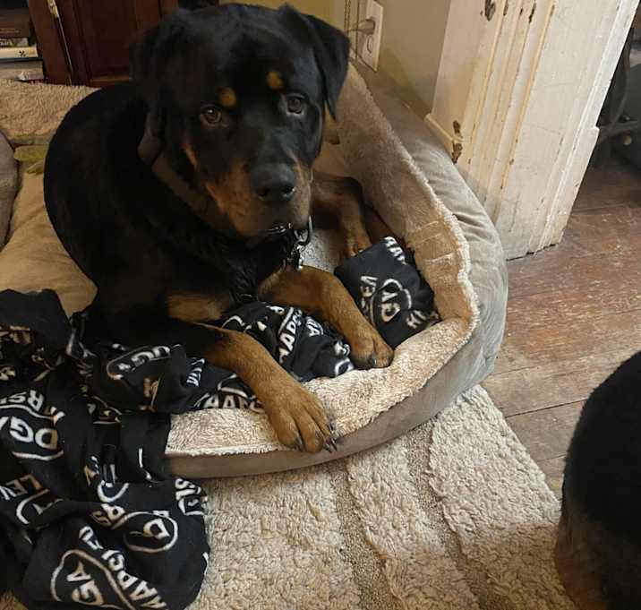 Photo of Bo