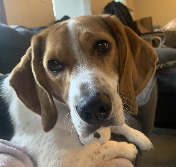 Photo of Toby