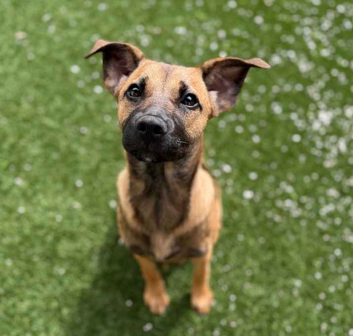 Photo of Canela 9387