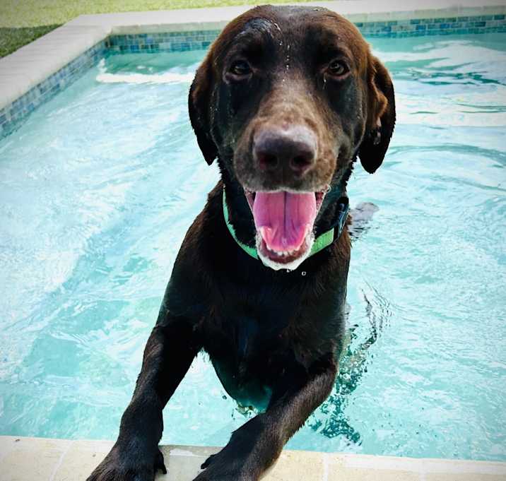 Photo of Sampson 