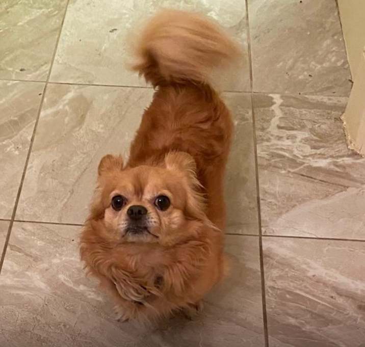 Photo of Fluff